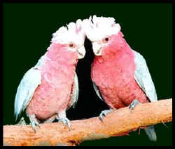 Rose Breasted Cockatoo Pair