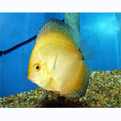 Yellow Crystal Discus