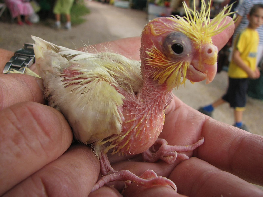 Baby Cockatoo