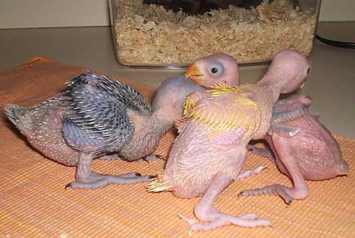 Baby Ringneck Parakeets