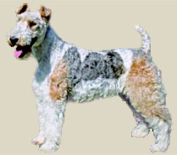 Fox Terrier (Wire)