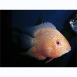 Red Face Spotted Severum Cichlid