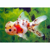 Calico oranda goldfish