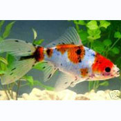 Calico goldfish