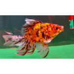 Calico Fantail (goldfish)