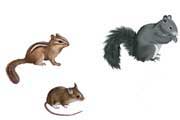 Rodents Profiles