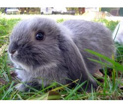 Dwarf Lop Rabbit
