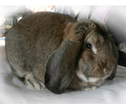 French Lop