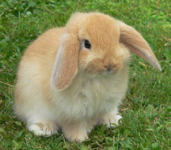 Mini Lop Rabbit